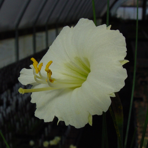 Narcissus romieuxii mesatlanticus